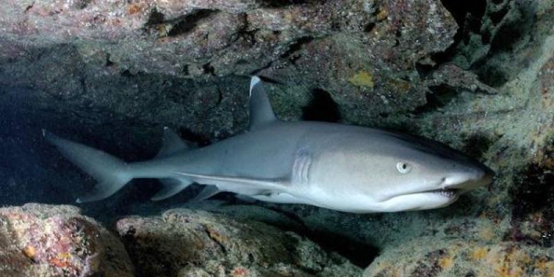Los tiburones y la sustancia de su hígado/ Pixabay Los tiburones en peligro