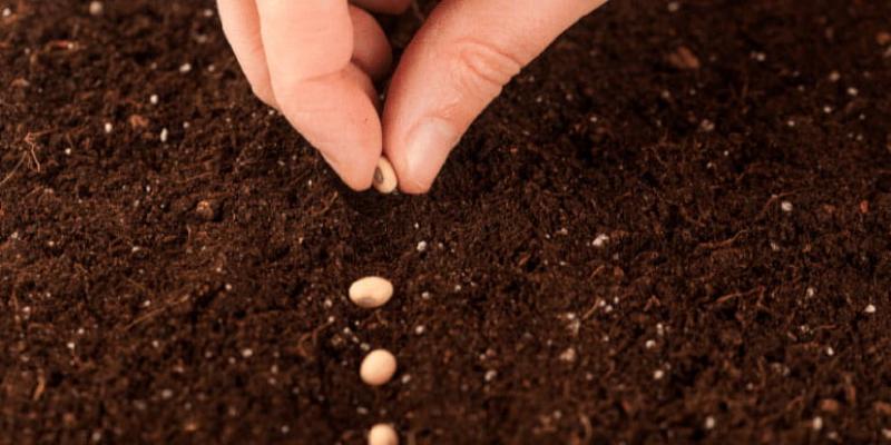 Imagen de una semilla de cannabis/Plaza Nueva Las ventajas de comprar semillas de cannabis online