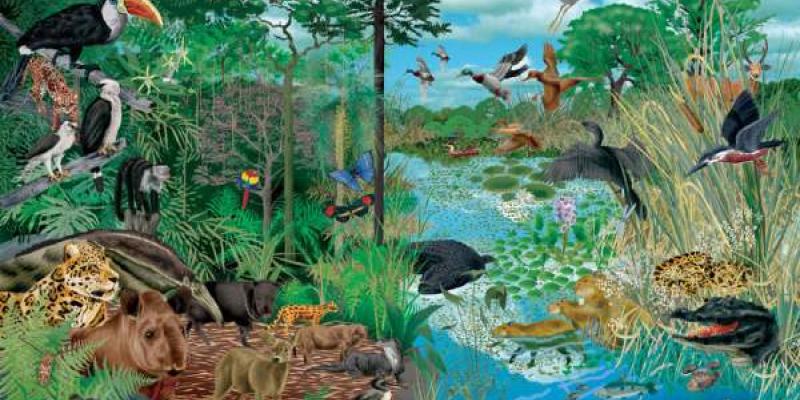 Tipos de especies Especies en un ecosistema