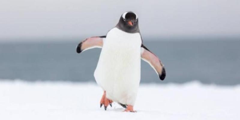 Toadzilla, pingüino