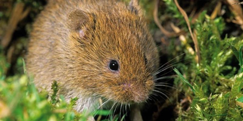 La tularemia es una infección bacteriana que se transmite a los humanos por contacto.
brote infeccioso