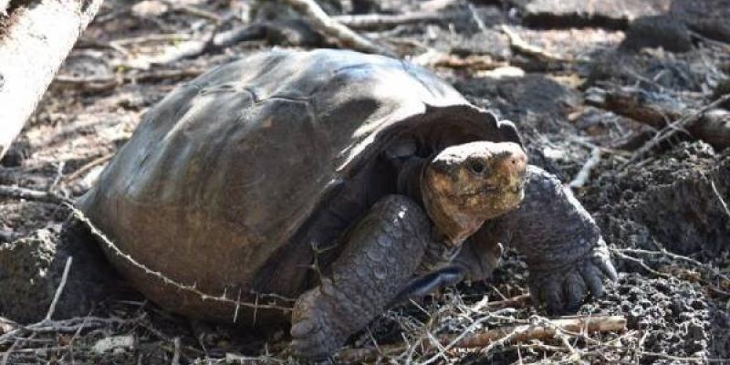 Tortuga gigante que no estaba extinta/ Galápagos Conservancy La especie de tortuga gigante que se creía extinta