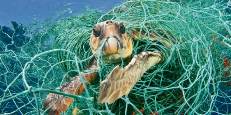 Las redes de pesca son una trampa mortal para la fauna marina. tortuga