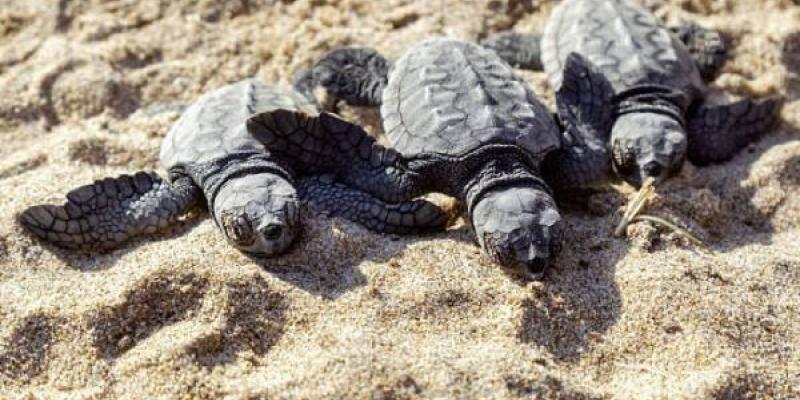 Anidamiento en Parador El Saler de tortugas Bobas/ El País Tortugas bobas