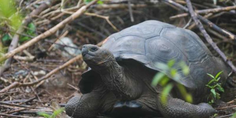 Imagen de la tortuga Chonkosaurus/El Telégrafo Nueva especie de Tortuga
