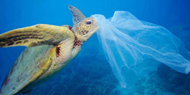 Una de las muchas tortugas marinas que comen plásticos