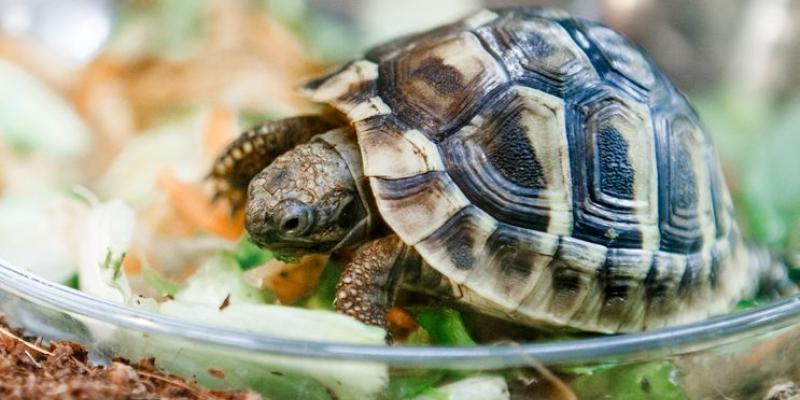 Imagen de una tortuga/ABC Color ¿Por qué las tortugas logran vivir tanto tiempo?