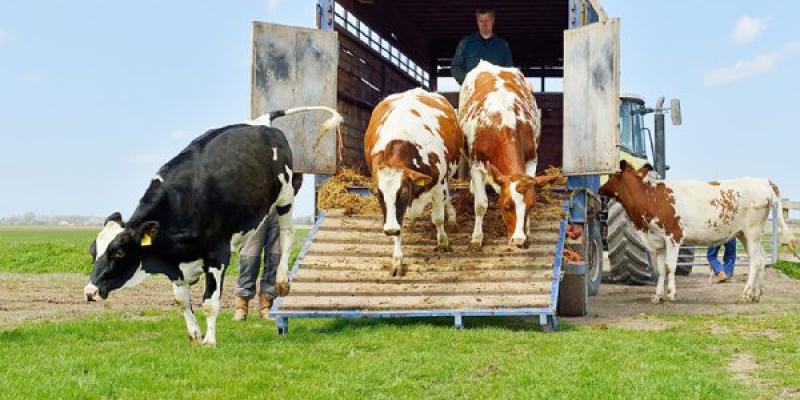 Transporte de animales vivo prohibido en épocas de calor Ejemplo de transporte de animales vivos