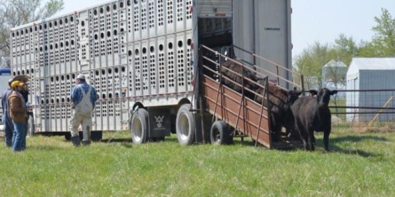 Ejemplo de transporte de animales vivos