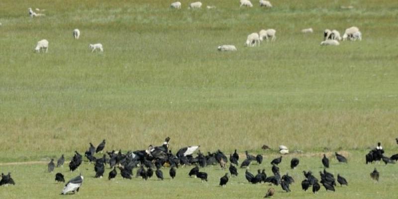 Trashumancia Sin la trashumancia, los buitres se ven afectado