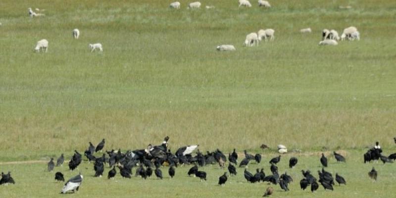 Sin la trashumancia, los buitres se ven afectado