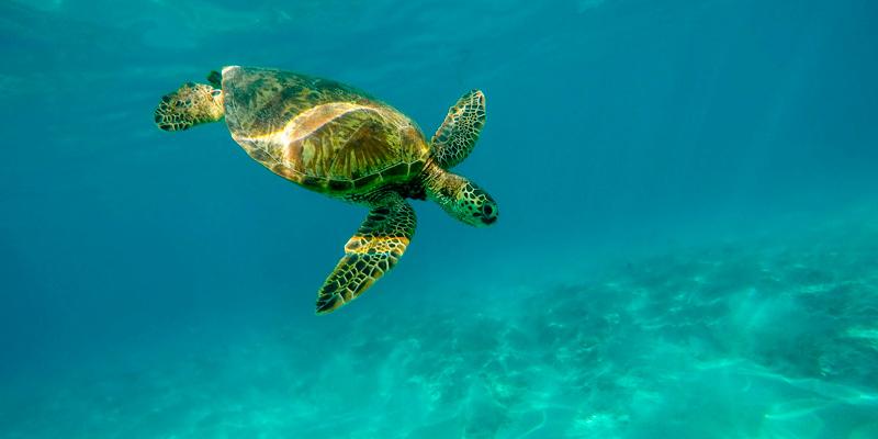 El Tratado Global de los Océanos sentará las bases para la protección internacional de las aguas