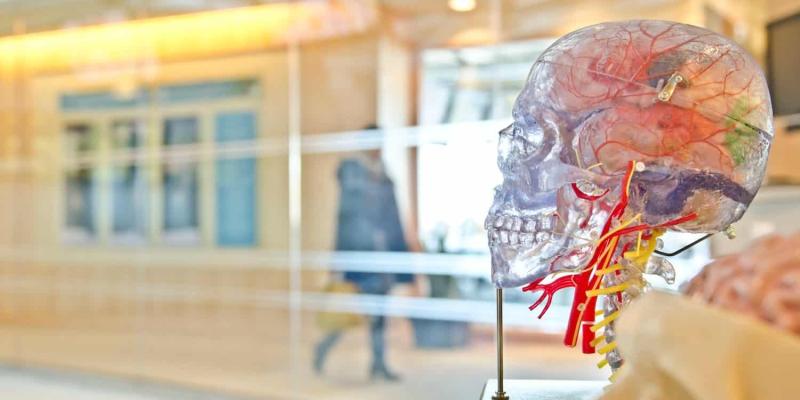 Imagen de una maqueta de cerebro/Muy Interesante México Descubren una vacuna contra los tumores cerebrales agresivos