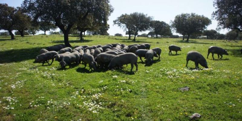 Cerdos ibéricos en las dehesas de Extremadura 