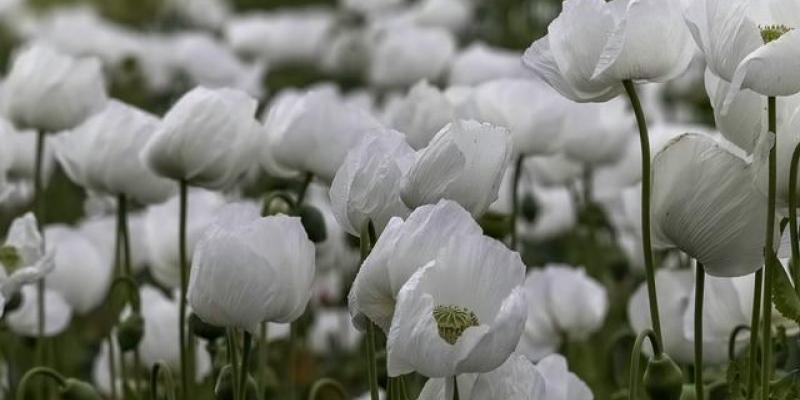 El turismo del opio por los campos de amapolas - Pixabay Un campo de amapolas para el turismo del opio