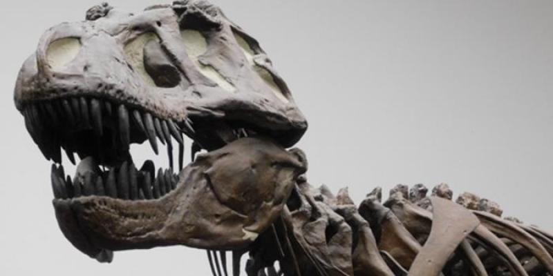 Modelo esquelético de 'Tyrannosaurus rex' en el Museo Senckenberg de Fráncfort (Alemania) | Foto de Kai Caspar Modelo esquelético de 'Tyrannosaurus rex'