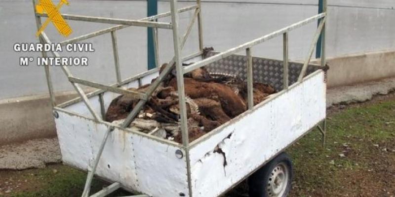 Un remolque cargado de ovejas muertas. Foto: Guardia Civil