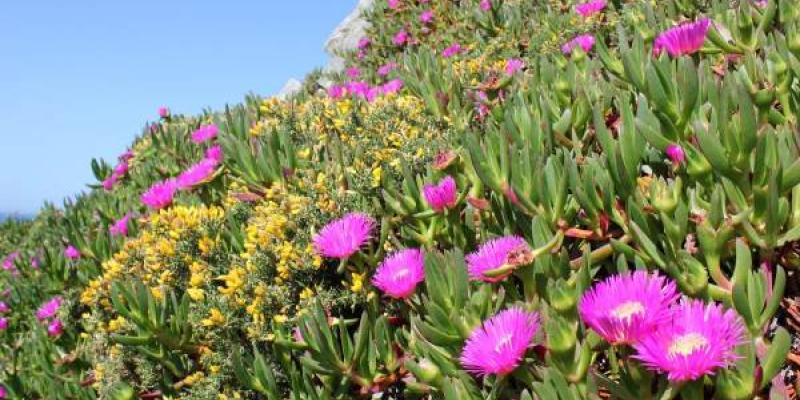 Una gran mata rastrera de uña de gato con flores púrpura en una playa invadida de Galicia