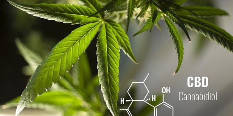 El uso del CBD se extiende al tratamiento de lesiones - Pixabay Una hoja de CBD