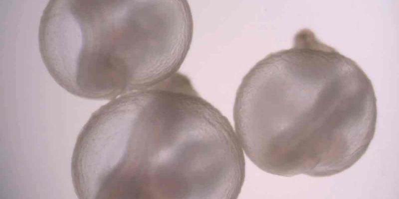 Desarrollan embriones de ratón en un útero artificial