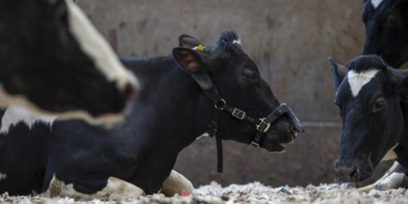 Una de las vacas con la mascarilla desarrollada por Zelp Ltd