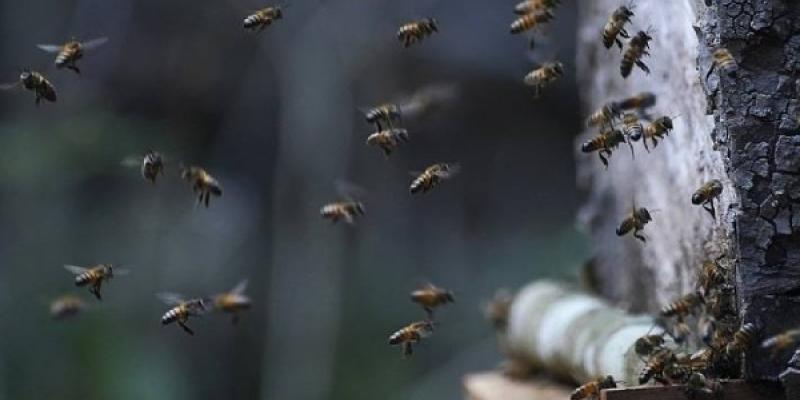 Abejas revoloteando por su panal