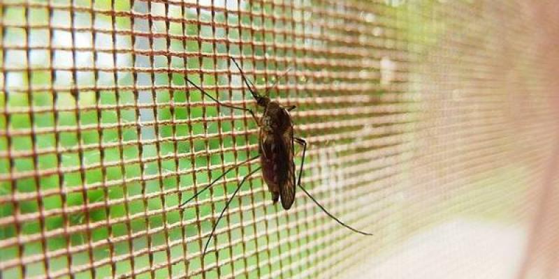 Vacuna contra la Malaria/ Pixabay Malaria