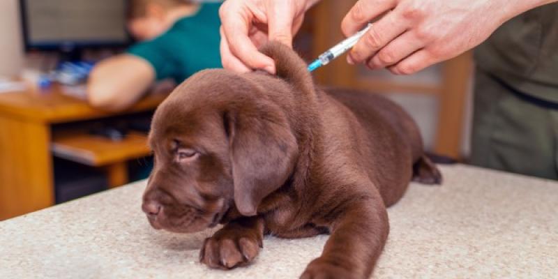 Un cachorro recibiendo sus vacunas
