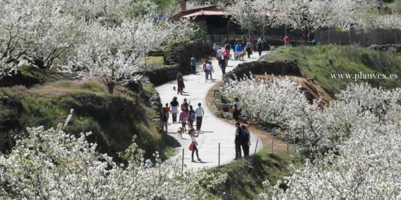 Imagen del Valle del Jerte con los cerezos en flor/PlanVE El Cerezo en Flor 2023 ya ha llegado