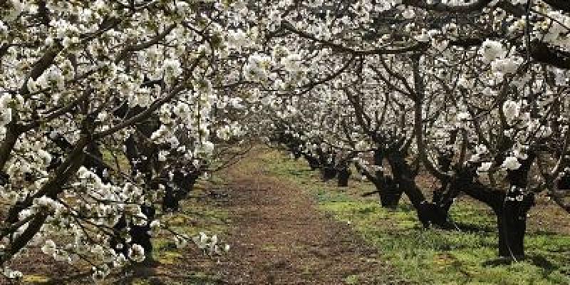 Imagen de los cerezos en flor/Región Digital El Valle del Jerte se cubre de los cerezos en flor