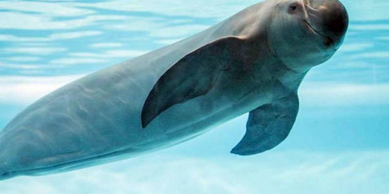 Imagen de una vaquita marina/El Sol de México La vaquita marina está en peligro de extinción