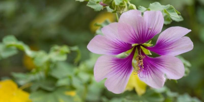 Vegetación urbana Vegetación urbana seleccionada para enfriar ciudades