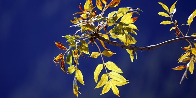 Vegetación urbana / Pixabay Rama de un árbol