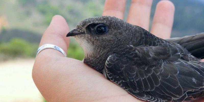Vencejos, aves urbanas que se extinguen Un vencejos recuperado ante la ola de calor