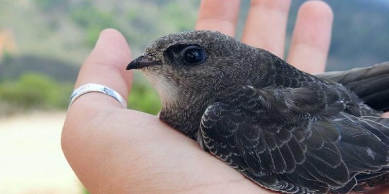 Un vencejos recuperado ante la ola de calor