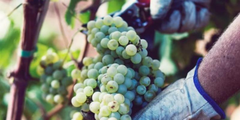 Situación de la cosecha de uva Cosecha de uva