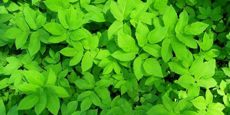 verde verde