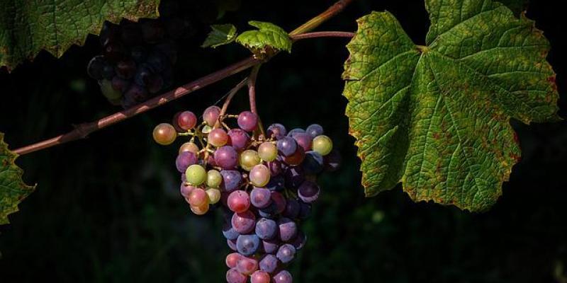 Los viñedos sufren el cambio climático