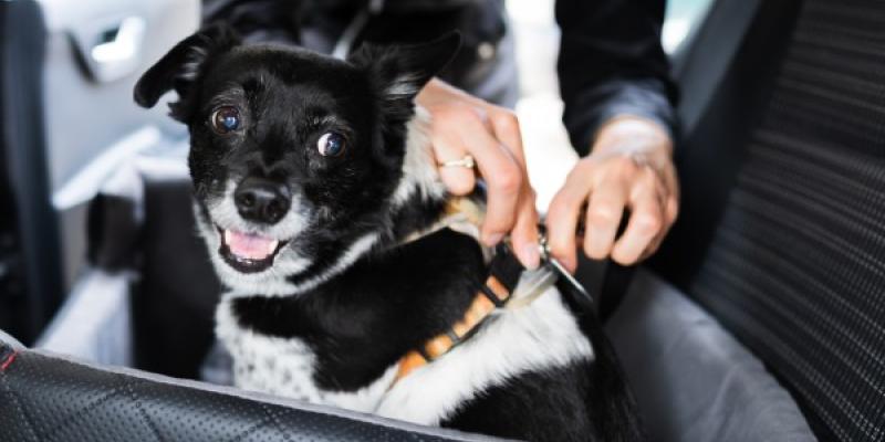 Seguridad para mascotas en viajes en coche/ Tiendanimal Mascotas viajeras: un adorable perrito preparado para viajar en coche