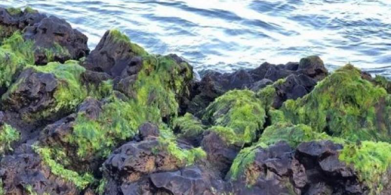 Resurge la vida marina en La Palma/ Europa Press Algas, ejemplo de vida marina