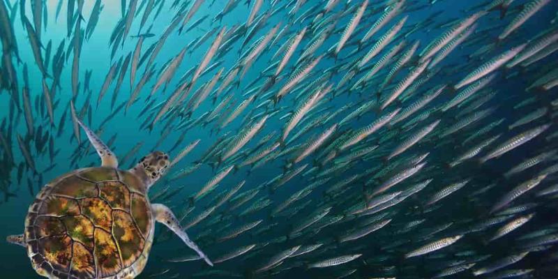 Imagen de una tortuga y peces/Purina Purina y SFP pretenden acabar con la captura incidental