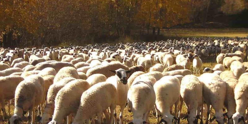 Imagen de un rebaño de ovejas/El Comercio Sacrifican a miles de ovejas por la viruela ovina y caprina
