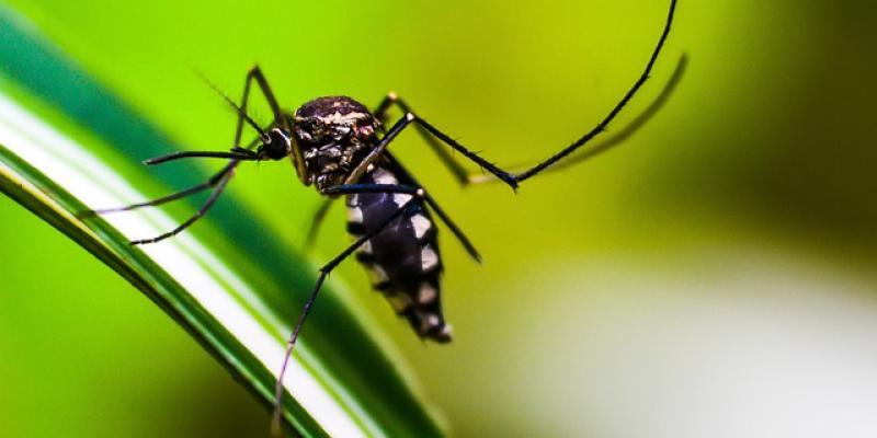 Los mosquitos, principales portadores del Dengue 
