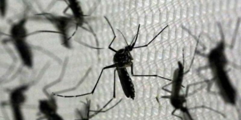 Mosquitos transmisores del virus del Nilo Occidental
