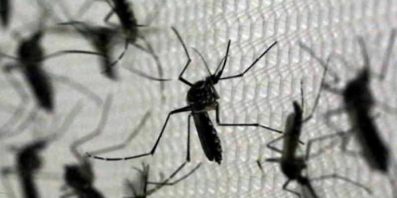 Virus del Nilo Occidental Mosquitos transmisores del virus del Nilo Occidental
