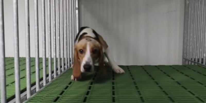 Perro en Vivotecnia /Imagen de un vídeo publicado en EL PAÍS 