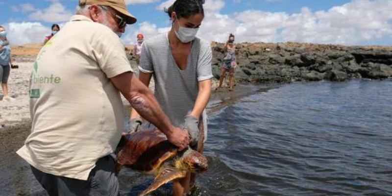 Voluntarios liberando a una tortuga en Fuerteventura