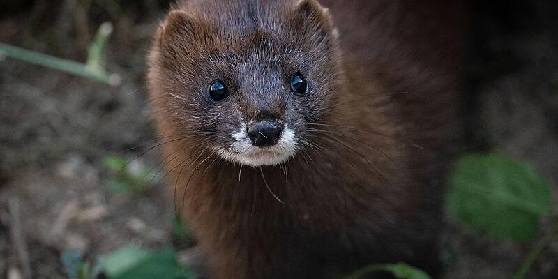 Imagen de un visón europeo/WWF España WWF pide al Gobierno proteger al visón europeo