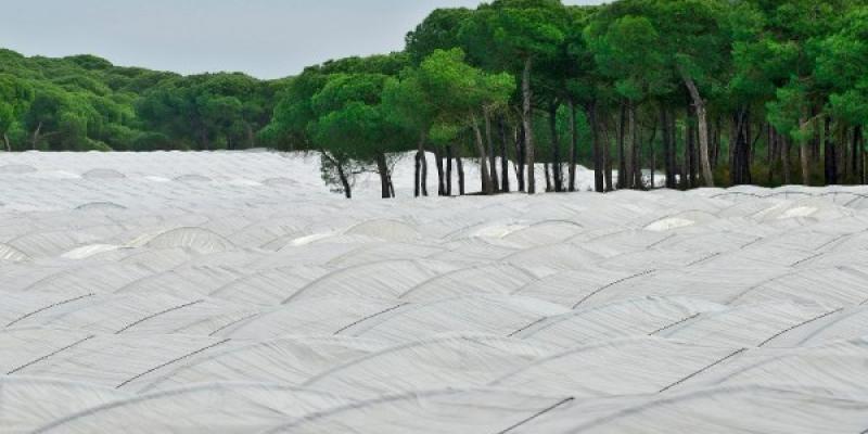 Ejemplo de una zona agrícola ilegal en Doñana