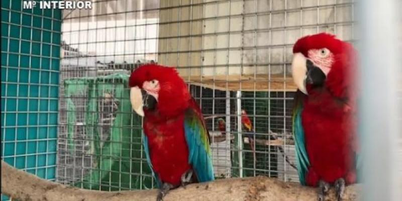 Los zoos clandestinos dañan el planeta Especies de aves rescatadas de zoos clandestinos